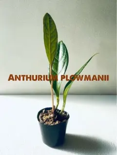 2026年最新】原種アンスリウムの人気アイテム - メルカリ