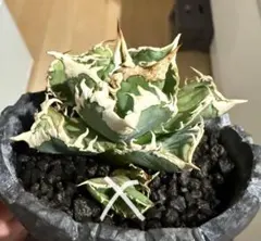 2026年最新】アガベ チタノタ セットの人気アイテム - メルカリ