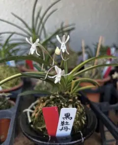 2026年最新】富貴蘭 牡丹の人気アイテム - メルカリ