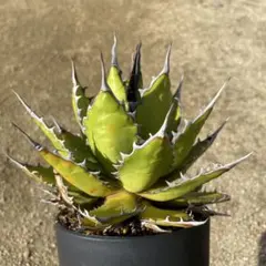 2026年最新】アガベ ホリダ 陽炎の人気アイテム - メルカリ