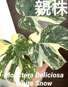 2026年最新】ホワイトスノー モンステラの人気アイテム - メルカリ