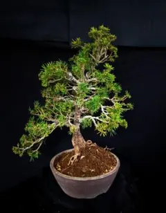 五葉松（山木から年数持ち込み古い） - メルカリ