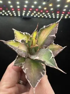 2026年最新】アガベシーザー錦の人気アイテム - メルカリ