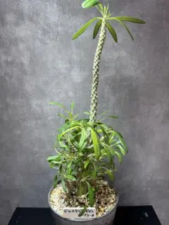 2026年最新】ブラータ ギガスの人気アイテム - メルカリ