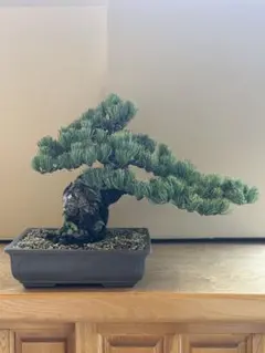 2026年最新】銀八房五葉松の人気アイテム - メルカリ