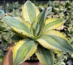 2026年最新】ホワイトアイス アガベの人気アイテム - メルカリ