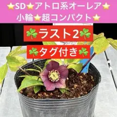 2026年最新】大木ナーセリーの人気アイテム - メルカリ