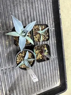 2026年最新】アガベモンタナの人気アイテム - メルカリ