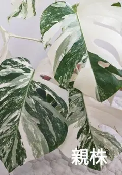 2026年最新】ホワイトタイガー モンステラの人気アイテム - メルカリ