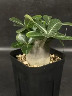 2026年最新】アデニウム ドワーフの人気アイテム - メルカリ