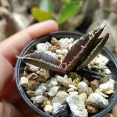 2026年最新】チタノタ白幽霊の人気アイテム - メルカリ