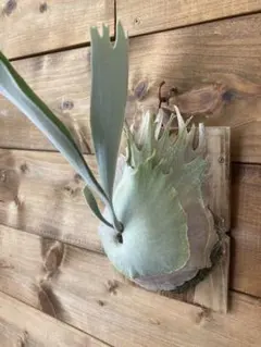 2026年最新】veitchii 2ndの人気アイテム - メルカリ