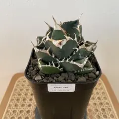 2026年最新】チタノタ海王の人気アイテム - メルカリ