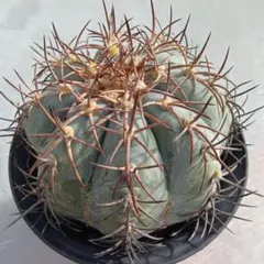 2026年最新】エキノカクタス 雷帝の人気アイテム - メルカリ