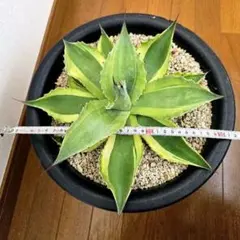 2026年最新】オルカ アガベの人気アイテム - メルカリ