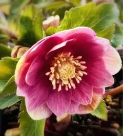 2026年最新】大木 クリスマスローズの人気アイテム - メルカリ