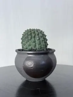 2026年最新】n/oh 鉢の人気アイテム - メルカリ