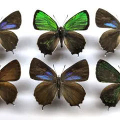 2026年最新】ミドリシジミの人気アイテム - メルカリ