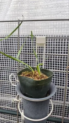 2026年最新】ブーファン 実生の人気アイテム - メルカリ