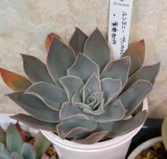 2026年最新】青典牡丹 多肉の人気アイテム - メルカリ