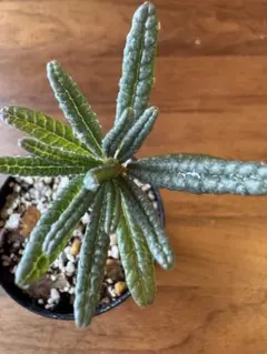 2026年最新】ドルステニア・ギガスの人気アイテム - メルカリ