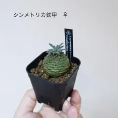 2026年最新】オベサ鉄甲の人気アイテム - メルカリ