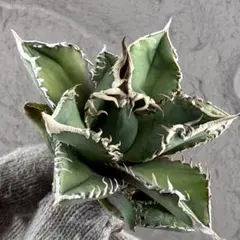 2026年最新】白豪刺 アガベの人気アイテム - メルカリ