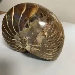 2026年最新】オウムガイ 化石の人気アイテム - メルカリ