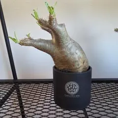 2026年最新】パキポディウムグラキリス 現地球の人気アイテム - メルカリ