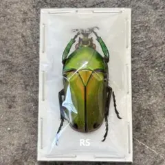 2026年最新】標本の人気アイテム - メルカリ