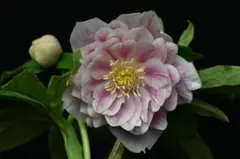 2026年最新】プリマベーラ クリスマスローズの人気アイテム - メルカリ