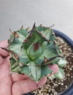 2026年最新】姫厳竜白中斑の人気アイテム - メルカリ