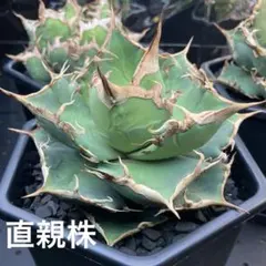 2026年最新】アガベ蜘蛛の人気アイテム - メルカリ