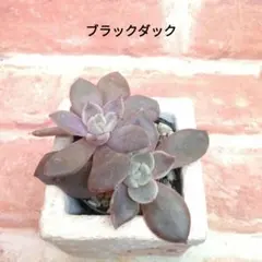 2026年最新】優木園の人気アイテム - メルカリ