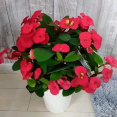 2026年最新】花キリン シャインキッスの人気アイテム - メルカリ