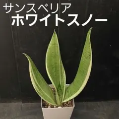 2026年最新】スノーホワイト サンスベリアの人気アイテム - メルカリ