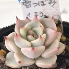 2026年最新】ミックスベリアの人気アイテム - メルカリ