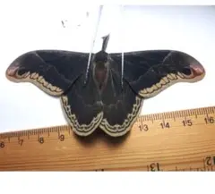 2026年最新】ヤママユの人気アイテム - メルカリ