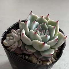 2026年最新】おらいさん苗 そわそわの人気アイテム - メルカリ