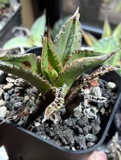 アガベ ハイブリッド 八荒雷神 曲刺八荒 陽炎強黒曲棘 特選 - メルカリ