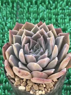 2026年最新】中里リンゼアナ 札の人気アイテム - メルカリ