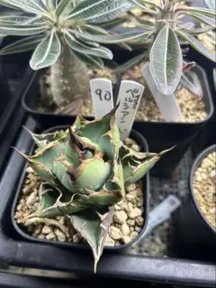 2026年最新】アガベ イラン株の人気アイテム - メルカリ