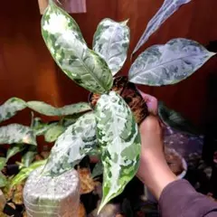 2026年最新】柳緑花紅 アグラオネマの人気アイテム - メルカリ