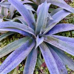 2026年最新】エアープランツ 希少の人気アイテム - メルカリ