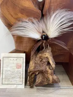 2026年最新】剥製 極楽鳥の人気アイテム - メルカリ