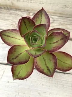 2026年最新】アエオニウムの人気アイテム - メルカリ