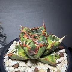 2026年最新】チタノタ悪魔くんの人気アイテム - メルカリ