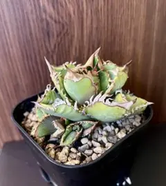 2026年最新】皇冠 子株の人気アイテム - メルカリ