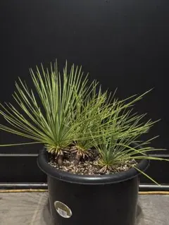 2026年最新】ユッカ リネアリフォリアの人気アイテム - メルカリ