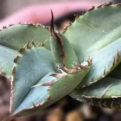 2026年最新】オテロイ 選抜の人気アイテム - メルカリ